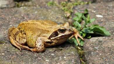 frog, wildlife, animal