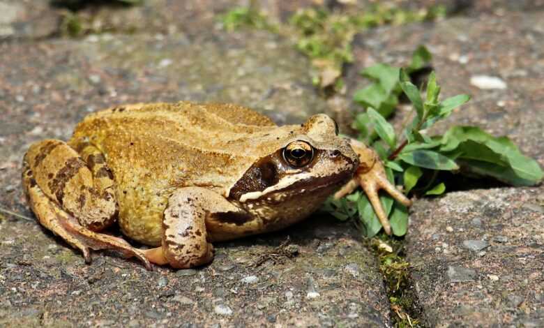 frog, wildlife, animal