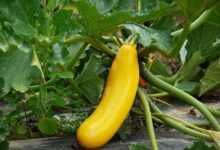 zucchini, vegetables, cultivation, vegetarian, vegan, stand out, individual, yellow, garden, kitchen garden, food, meal, squashes, field, pumpkins, shape, elongated, plant, undemanding, green, nature, healthy, self-sufficiency