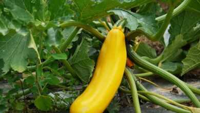 zucchini, vegetables, cultivation, vegetarian, vegan, stand out, individual, yellow, garden, kitchen garden, food, meal, squashes, field, pumpkins, shape, elongated, plant, undemanding, green, nature, healthy, self-sufficiency