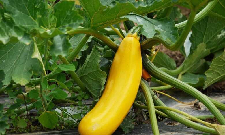 zucchini, vegetables, cultivation, vegetarian, vegan, stand out, individual, yellow, garden, kitchen garden, food, meal, squashes, field, pumpkins, shape, elongated, plant, undemanding, green, nature, healthy, self-sufficiency