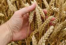 wheat, corn, cereals, bread, harvest, agriculture, seeds, ears of corn, kolos, nature, field, village, summer, in summer time, yellow, straw, farm, wealth, a lot of, food, agronomist, cultivation, picking up, wheat, wheat, wheat, wheat, wheat, corn, corn, corn, corn, bread, bread, wealth, agronomist