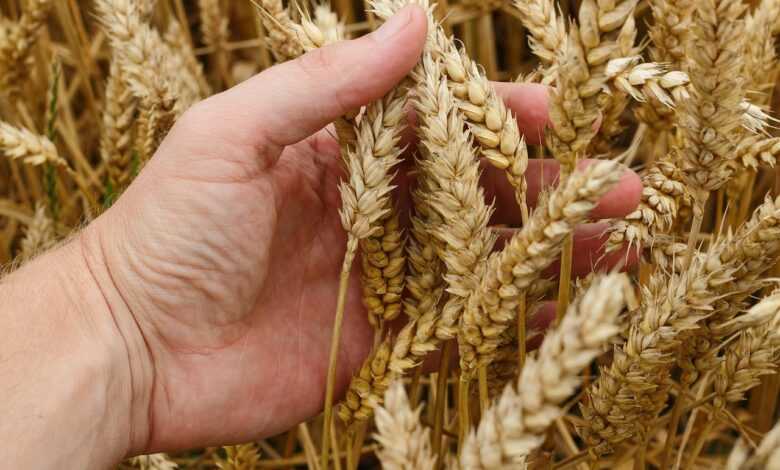 wheat, corn, cereals, bread, harvest, agriculture, seeds, ears of corn, kolos, nature, field, village, summer, in summer time, yellow, straw, farm, wealth, a lot of, food, agronomist, cultivation, picking up, wheat, wheat, wheat, wheat, wheat, corn, corn, corn, corn, bread, bread, wealth, agronomist