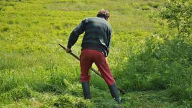 mowing, grass, field