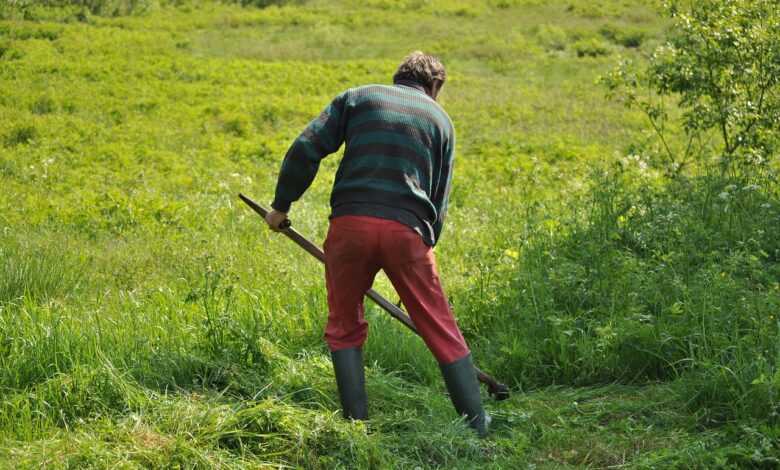 mowing, grass, field