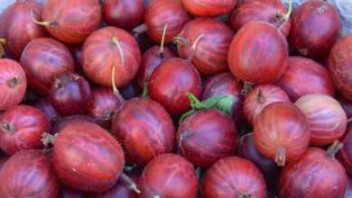 gooseberry, berry, left untreated