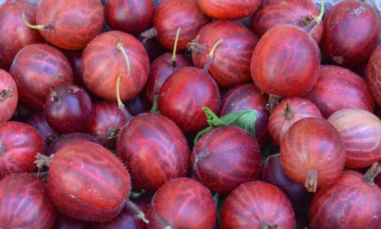 gooseberry, berry, left untreated