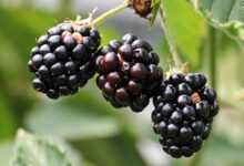 blackberries, bramble, berries, fresh, fresh berries, fresh blackberries, harvest, produce, organic, fresh produce, close up, nature, vitamins, fruits, healthy, food, ripe, ripe blackberries, delicious, plant, sweet, edible, blackberries, blackberries, blackberries, blackberries, blackberries, berries, berries, food