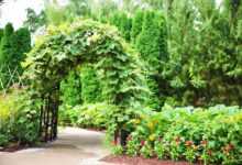 arbor, trellis, ivy, entrance, garden, green, nature, park, pergola, blooming, gardening, structure, summer, green park, green gardening, arbor, arbor, arbor, trellis, trellis, trellis, pergola, pergola, pergola, pergola, pergola