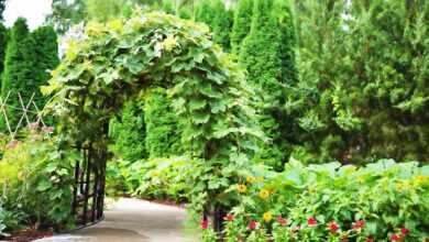 arbor, trellis, ivy, entrance, garden, green, nature, park, pergola, blooming, gardening, structure, summer, green park, green gardening, arbor, arbor, arbor, trellis, trellis, trellis, pergola, pergola, pergola, pergola, pergola