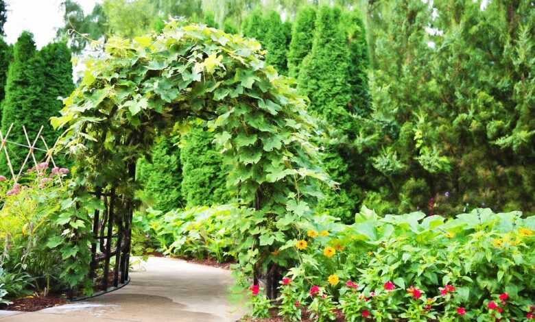 arbor, trellis, ivy, entrance, garden, green, nature, park, pergola, blooming, gardening, structure, summer, green park, green gardening, arbor, arbor, arbor, trellis, trellis, trellis, pergola, pergola, pergola, pergola, pergola