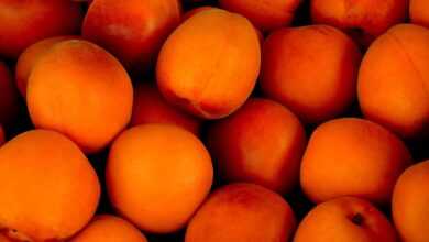 apricots, tropical fruits, fruits, fresh, fresh apricots, ripe, ripe apricots, fresh fruits, ripe fruits, harvest, produce, organic, farmer's market, fruit stand, healthy, sweet, eat, vitamins, still life, food, apricots, apricots, apricots, apricots, apricots, fruits, still life, still life, still life, still life