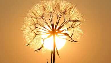 dandelion, sun, backlighting