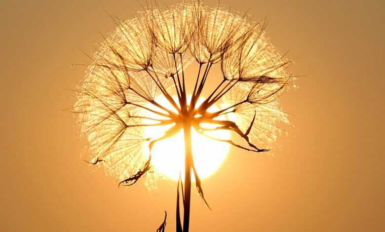 dandelion, sun, backlighting