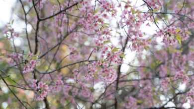 Photo of Blossoming Cherry Tree Branches