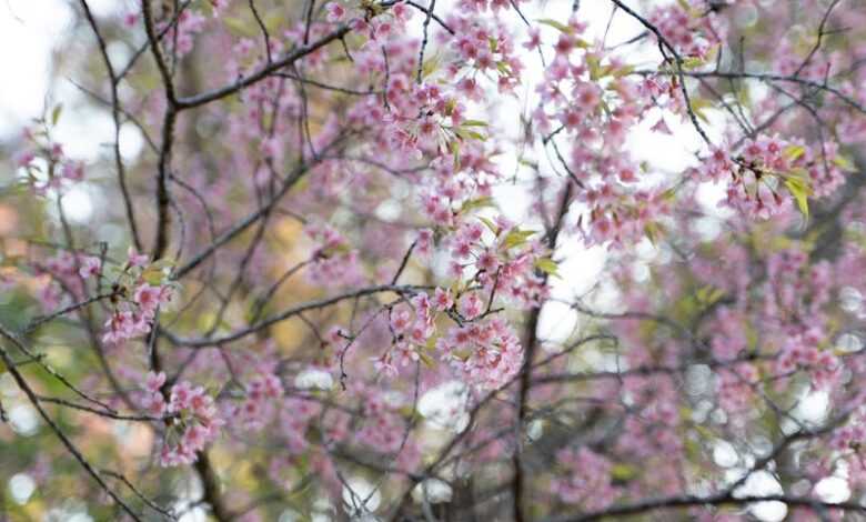 Photo of Blossoming Cherry Tree Branches