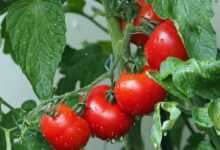 tomatoes, vines, water droplets