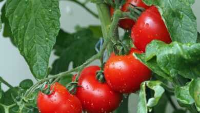 tomatoes, vines, water droplets, wet, red tomatoes, fresh tomatoes, harvest, produce, organic, ripe tomatoes, leaves, plants, agriculture, rain drops, nature, vegetables, eat, red, healthy, food, fresh, close up