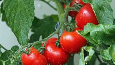 tomatoes, vines, water droplets