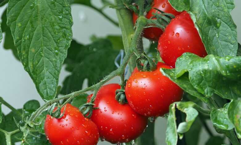 tomatoes, vines, water droplets