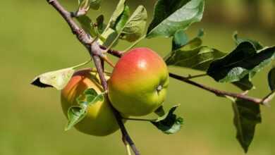 apples, fruit, red green