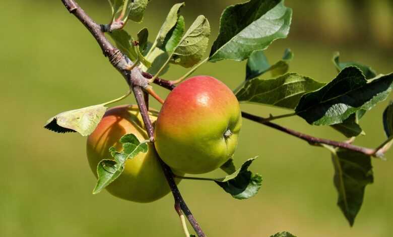 apples, fruit, red green