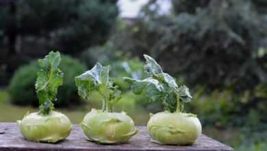 kohlrabi, nature, green, garden, vegetables, a vegetable, a garden plant