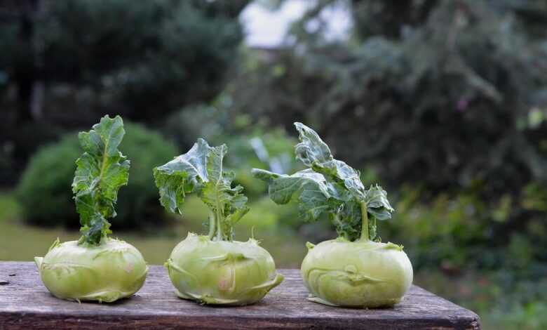 kohlrabi, nature, green, garden, vegetables, a vegetable, a garden plant