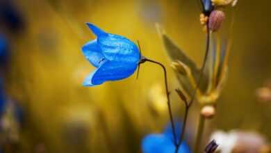 bellflower, blue flower, petals