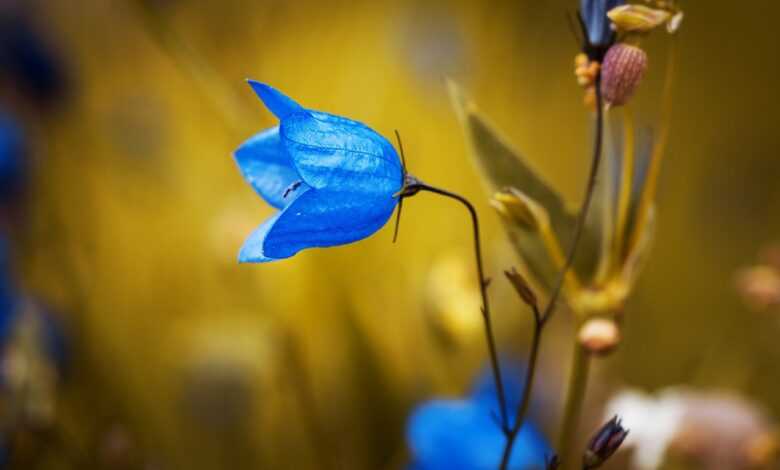 bellflower, blue flower, petals