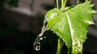 leaf, water, nature