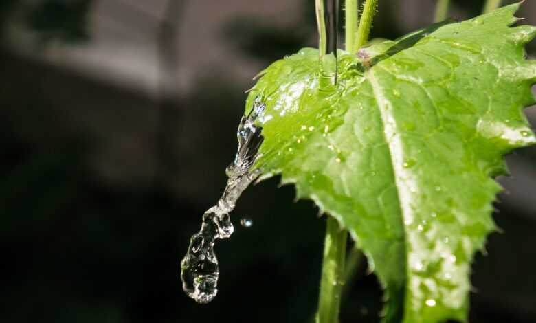 leaf, water, nature