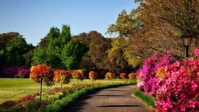 Gray Concrete Pathway Besides Pink Flower during Day