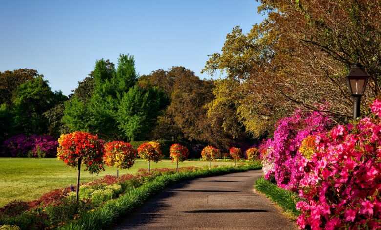 Gray Concrete Pathway Besides Pink Flower during Day