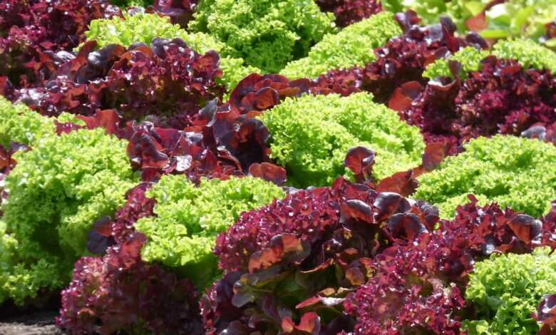 salad, red lettuce, green lettuce, healthy, kitchen garden, food, grow your own, red lettuce, red lettuce, red lettuce, red lettuce, red lettuce