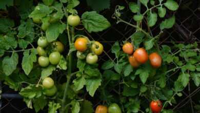 tomatoes, vine tomatoes, garden