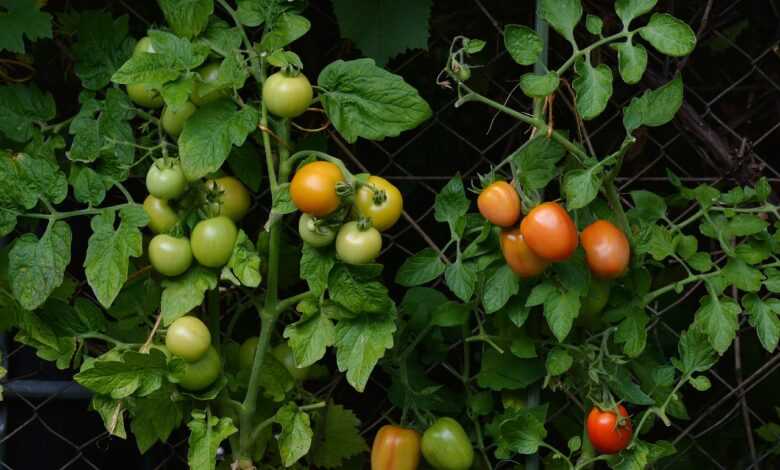 tomatoes, vine tomatoes, garden