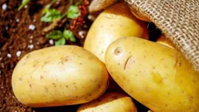 potatoes, vegetable, food, harvest, potato sack, root vegetable, edible, produce, organic, natural, potatoes, potatoes, potatoes, potatoes, potatoes, vegetable