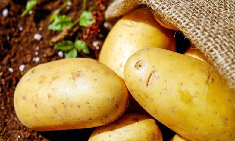potatoes, vegetable, food, harvest, potato sack, root vegetable, edible, produce, organic, natural, potatoes, potatoes, potatoes, potatoes, potatoes, vegetable
