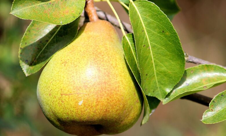 pear, leaves, fruit, yummy, branch, nature, pear tree