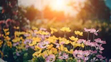 cosmos, flowers, garden