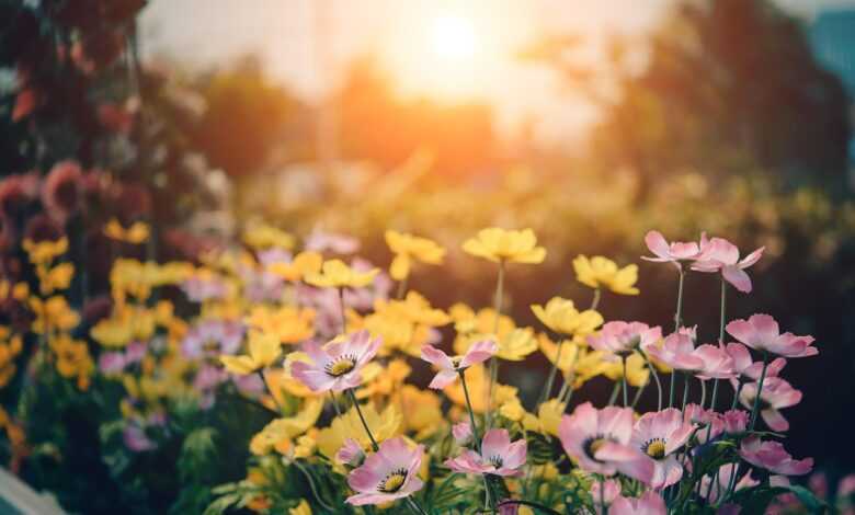 cosmos, flower background, flowers