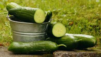 cucumbers, garden, harvest