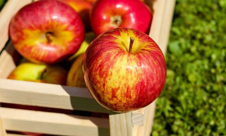 apple, red, fruits