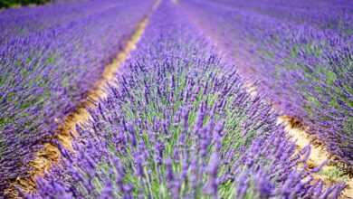 lavender flowers, blue, flowers, purple, dunkellia, violet, lavender, lavender field, lavender cultivation, agriculture, wild plant, wildblume, true lavender, narrow leaf lavender, inflorescence, lavandula angustifolia, lavandula officinalis, lavandula vera, lamiaceae, crop, scented plant, medicinal plant, fragrant, cottage garden, bed, homeopathy, flower background, summer flowers, garden flowers, plant, nature, summer, garden, flora, botany, decorative, herbs, meadow, flower meadow, lavender meadow, lavendula, flower wallpaper, herb, french, provence, petals, aromatic, aroma, beautiful flowers, fragrance, green