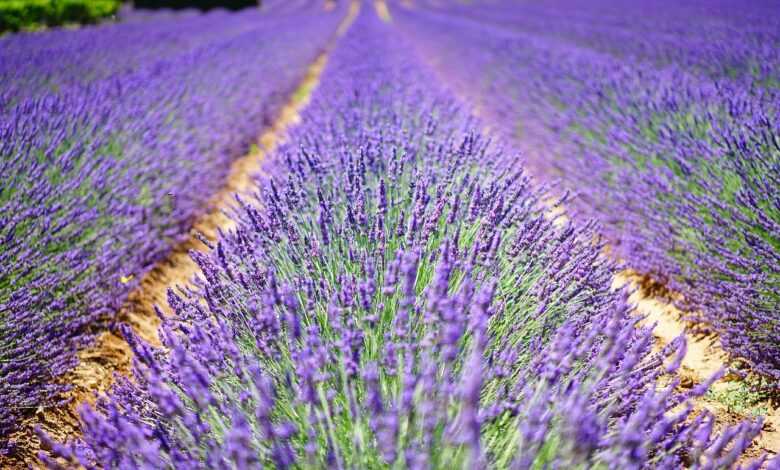 lavender flowers, blue, flowers, purple, dunkellia, violet, lavender, lavender field, lavender cultivation, agriculture, wild plant, wildblume, true lavender, narrow leaf lavender, inflorescence, lavandula angustifolia, lavandula officinalis, lavandula vera, lamiaceae, crop, scented plant, medicinal plant, fragrant, cottage garden, bed, homeopathy, flower background, summer flowers, garden flowers, plant, nature, summer, garden, flora, botany, decorative, herbs, meadow, flower meadow, lavender meadow, lavendula, flower wallpaper, herb, french, provence, petals, aromatic, aroma, beautiful flowers, fragrance, green