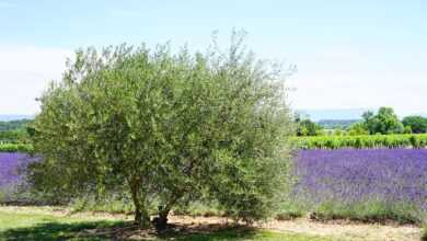 olive tree, tree, idyll