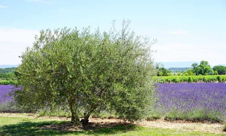 olive tree, tree, idyll