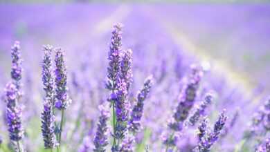 lavender, flowers, field