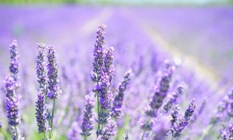 lavender, flowers, field